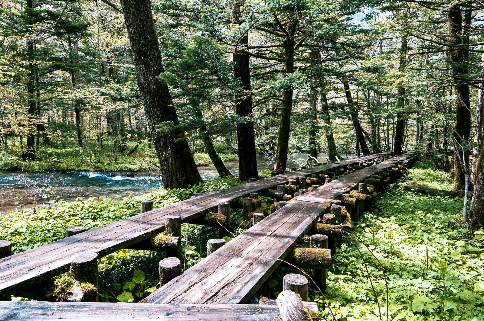A wooden boardwalk trail through the forest beside a mountain stream near Dakesawa Marsh