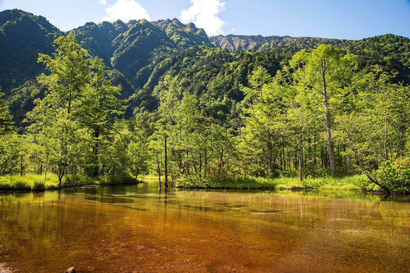 The tea-colored shallows of Taisho Pond framed by forest and mountains